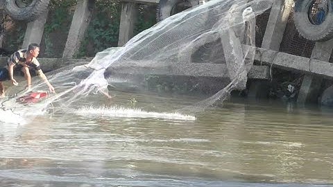 Chài cá buổi sáng trúng đậm , Cá lăng , Cá mè vinh