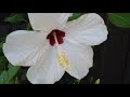 Hibiscus Rosa-Sinensis &#39;Cairo White&#39;. Beautiful White Kind of Hibiscuses.