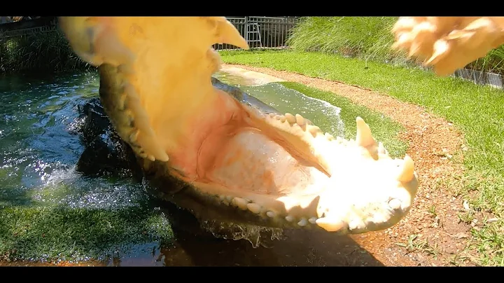 CROCODILE ALMOST EATS GOPRO! (CLOSE CALL)
