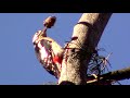 Кузница большого пёстрого дятла || forge of great spotted woodpecker