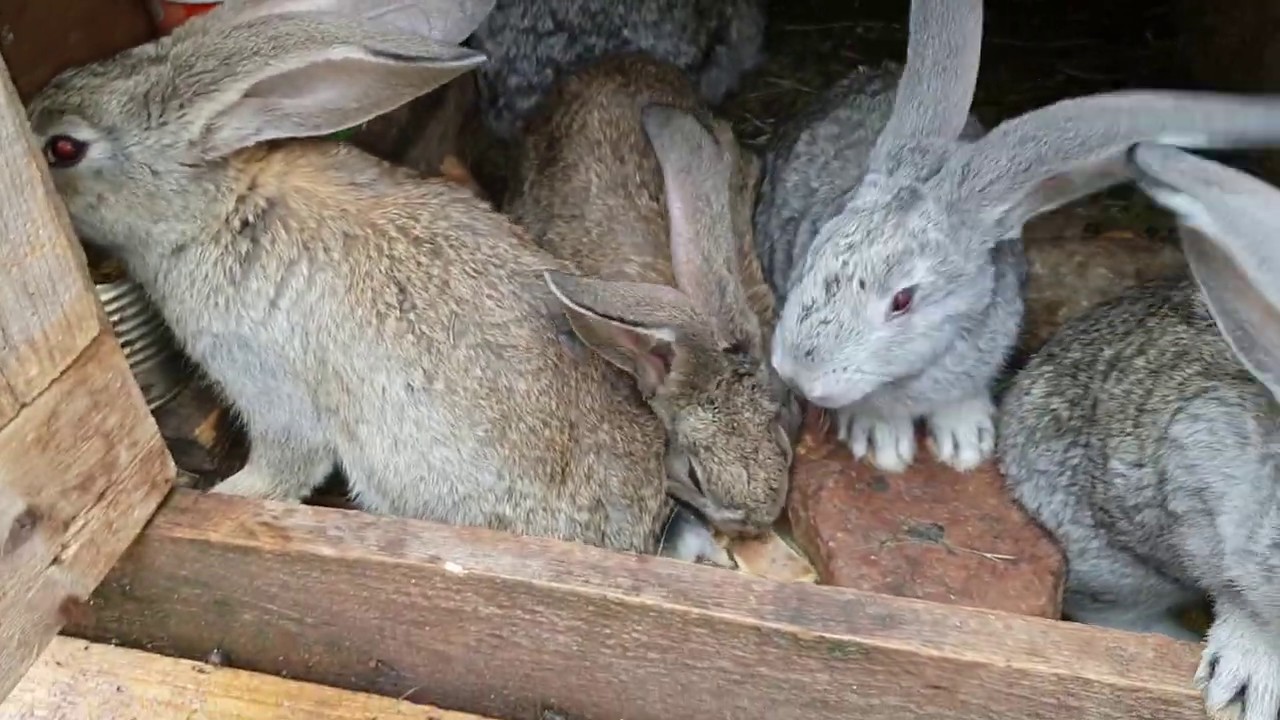 Trei greseli pe care le fac aproape toti incepatorii in cresterea iepurilor FGB Ep. 444