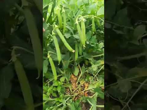 البسلة ذات 10حبات السماد الحيوي د محمد فتحى سالم