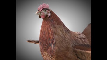 3D Model Chicken Hen PBR Bird Rigged Low poly at 3DExport.com
