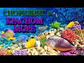 Снорклинг в Красном Море. Египет 2022