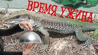 Обыкновенная Амейва Ест! Ужин Очень Красивой Амейвы! (Ameiva Ameiva)