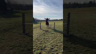Went from walking lessons to “professional” bareback jumper😭 #horseriding #horses #equestrian