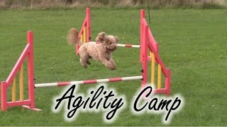Dog Agility Camp - Poppy Cockapoo Training