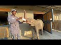 Baby Elephant Khanyisa Gulps Down Two Milk Bottles & Grazes With Pal, Lammie 🐑🐘