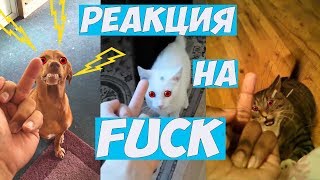 ПРИКОЛЫ#9 РЕАКЦИЯ ЖИВОТНЫХ НА СРЕДНИЙ ПАЛЕЦ➤СМЕШНО 100%★