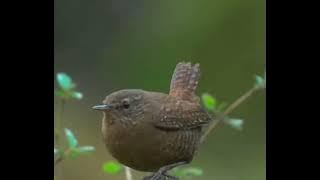 Masteran burung Eurasian Wren #masteranburung