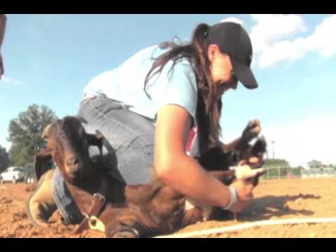 Horseless Rodeo Horseless Rodeo Highlights - YouTube