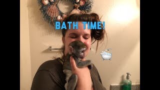 Baby monkey | Max gets a bath