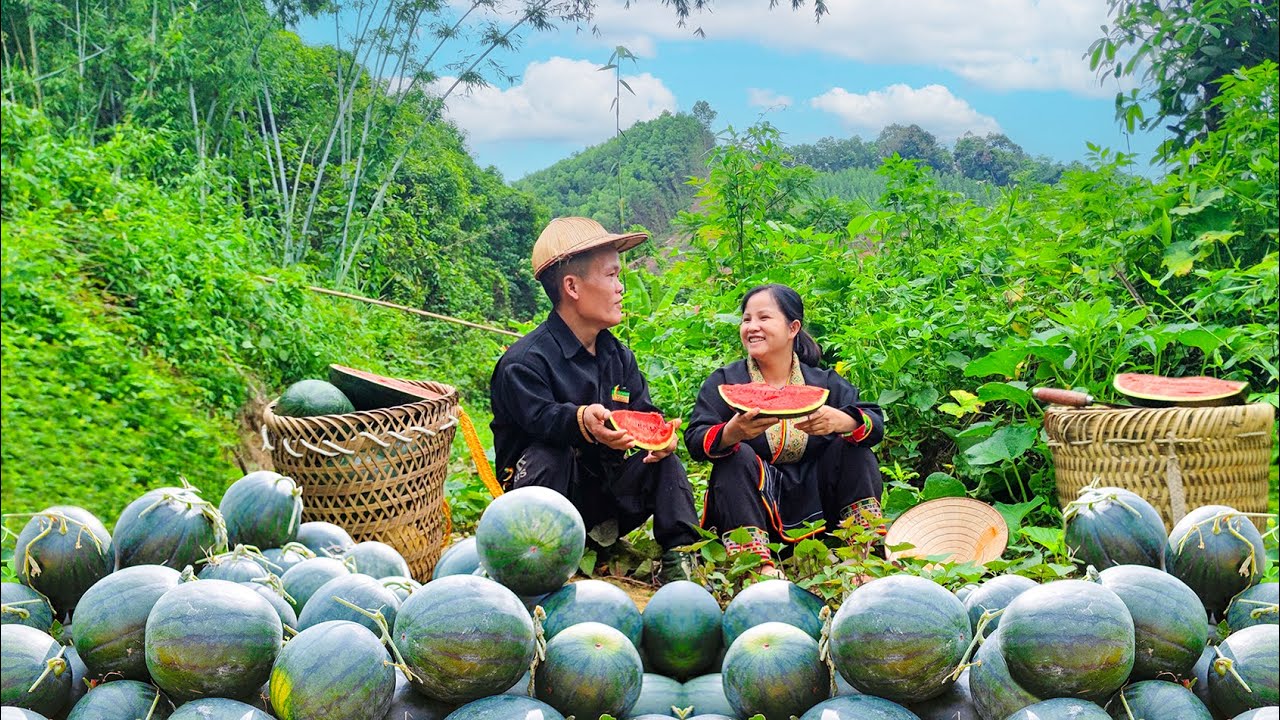 Dwarf family harvesting watermelons goes to market sell - takes care of goats, turtles lay eggs