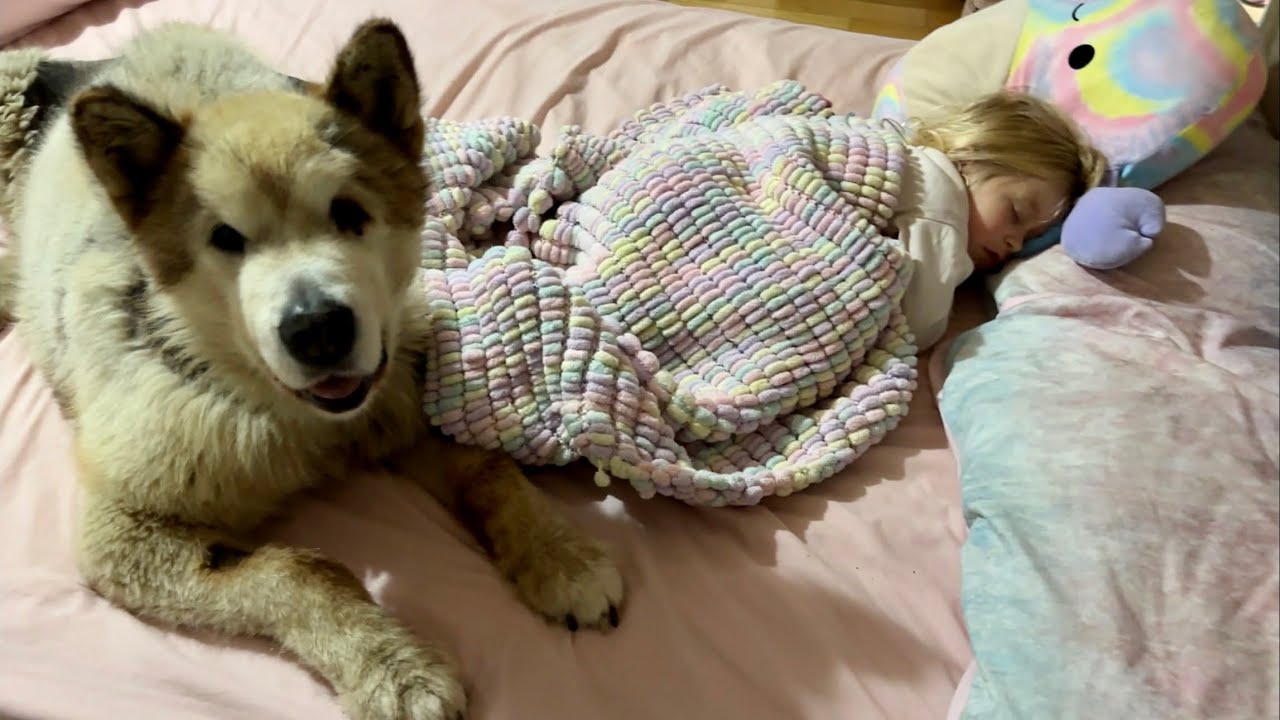 Adorable Old Dog Won't Leave Sleeping Little Girl's Side! (Cutest Ever