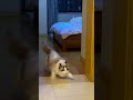 Cats.exe Has Stopped Responding. 🤯 #CatFails #FunnyCats #Braincell