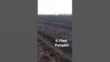 farmers life pumpkin irrigation vegetables irrigation #farming #irrigation #morning #vegetables
