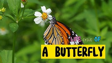 LIFE CYCLE OF A BUTTERFLY