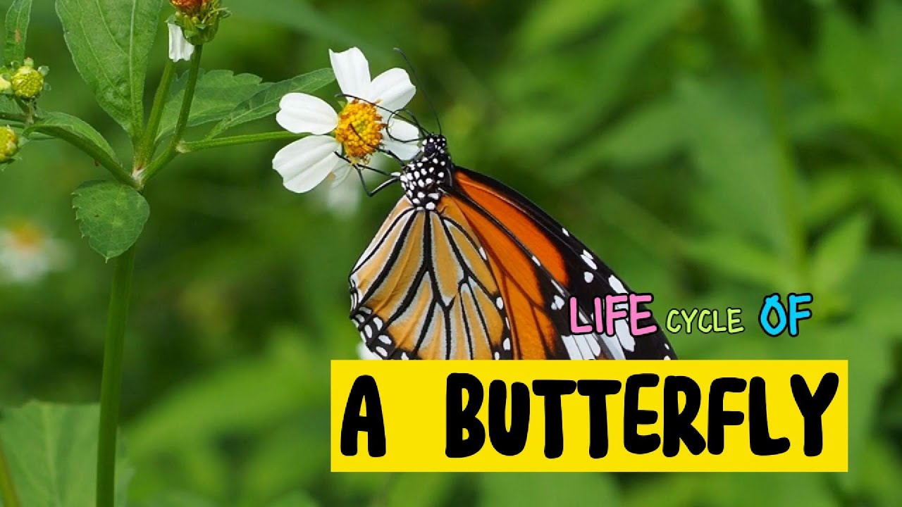 LIFE CYCLE OF A BUTTERFLY - YouTube