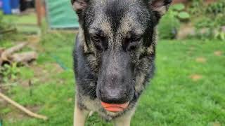 German Shepherd leisurely playing with his orange ball in the garden by DOGS BEING DOGS 304 views 4 months ago 2 minutes, 36 seconds