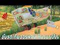 รถเกี่ยวข้าววรพจน์ เกี่ยวข้าวนาปรังไม่ได้ขับนานอย่างแรงเหมือนเดิม | Farming Simulator 19