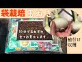 【ダイソーマットで玉ねぎ育ちます！】