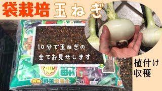 【ダイソーマットで玉ねぎ育ちます！】