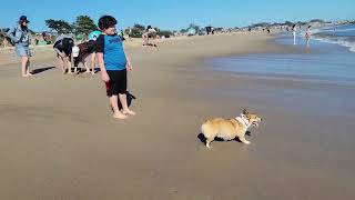 I think this corgi is trying to HERD the WAVES!