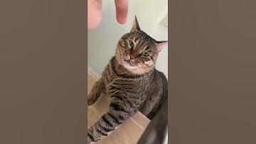 Fat cat alert Shprizki the magnificent beast mode attack