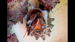 サザエ　Horned Turban　Turbo Sazae