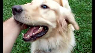 Playing with Golden Retriever Dog! Video for cats and dogs to watch! Dog is best friend! Happy dog!