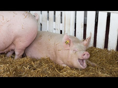 Video: Zašto svinje imaju pletenice?