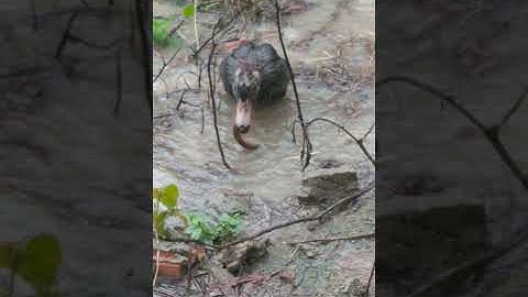 Mùa mưa bão chú vịt đang cố ăn con rết | The duck is trying to eat the centipede😋 #Shorts