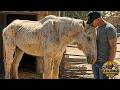 This Broken Horse Stopped Fighting For Life Until She Felt Love Again 
