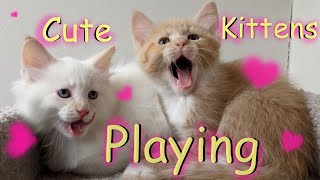 Orange and White Tabby DHS Kittens Playing and Being the Cutest Fur Babies 🐱🧶 || Pet Friendly by Pet Friendly 277 views 1 year ago 8 minutes, 19 seconds