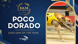 Download Lagu 2025 Dam of the Year - Poco Dorado MP3