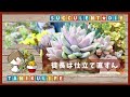 【多肉植物】徒長したらどうしましょ? …こうしましょ!【succulent】