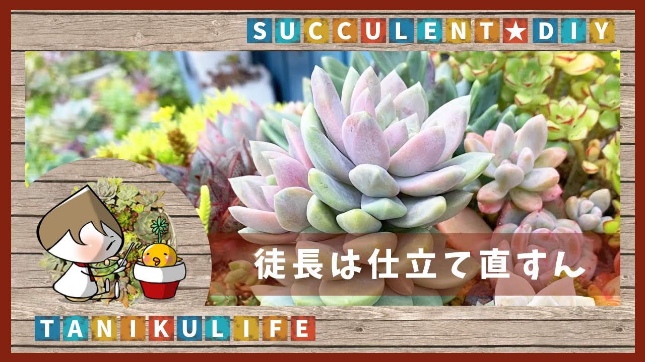 多肉植物 徒長したらどうしましょ こうしましょ Succulent Youtube