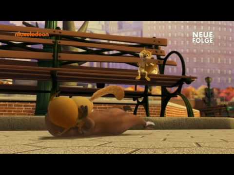 Mort Pinguine Aus Madagascar Mort Pinguine Aus Madagascar