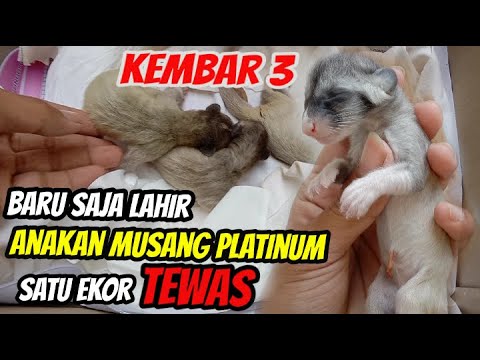 Video: Dan Musang Itu Dirawat