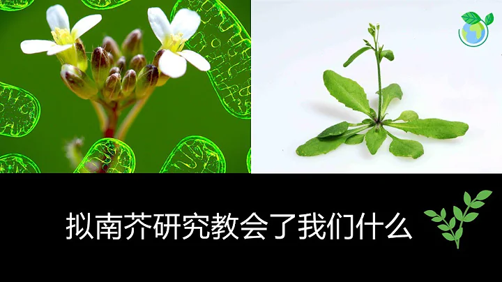 学习拟南芥作为模式生物 Arabidopsis (Chinese) 的透视概述在五分钟内 - DayDayNews