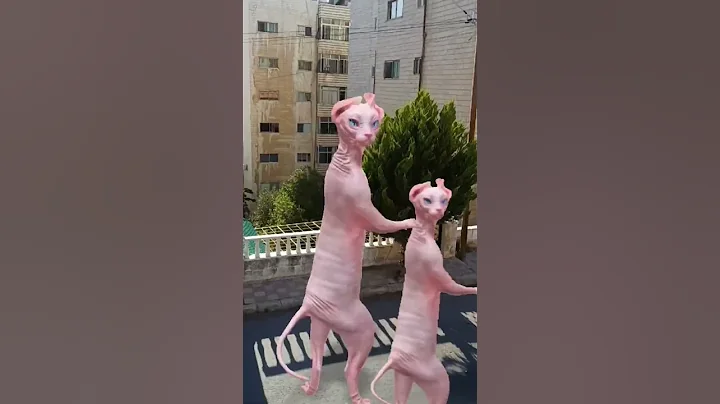 Watch the video about #cat #shortvideo #funny #crazily #kitten #lovely #explore #sphynx