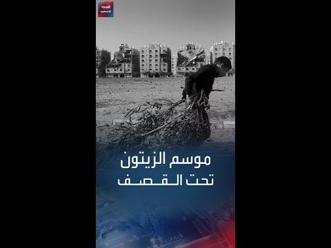 موسم الزيتون في غزة طقوس غائبة وحقول مدمرة