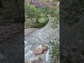 Zion National park,Utah#shorts