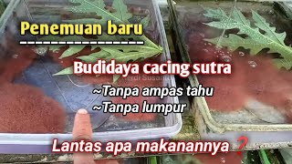 Inovasi baru❗ Budidaya cacing sutra tanpa lumpur tanpa ampas tahu