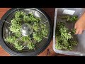 Using a Bowl Trimmer to Quickly Trim Large Batches of Buds