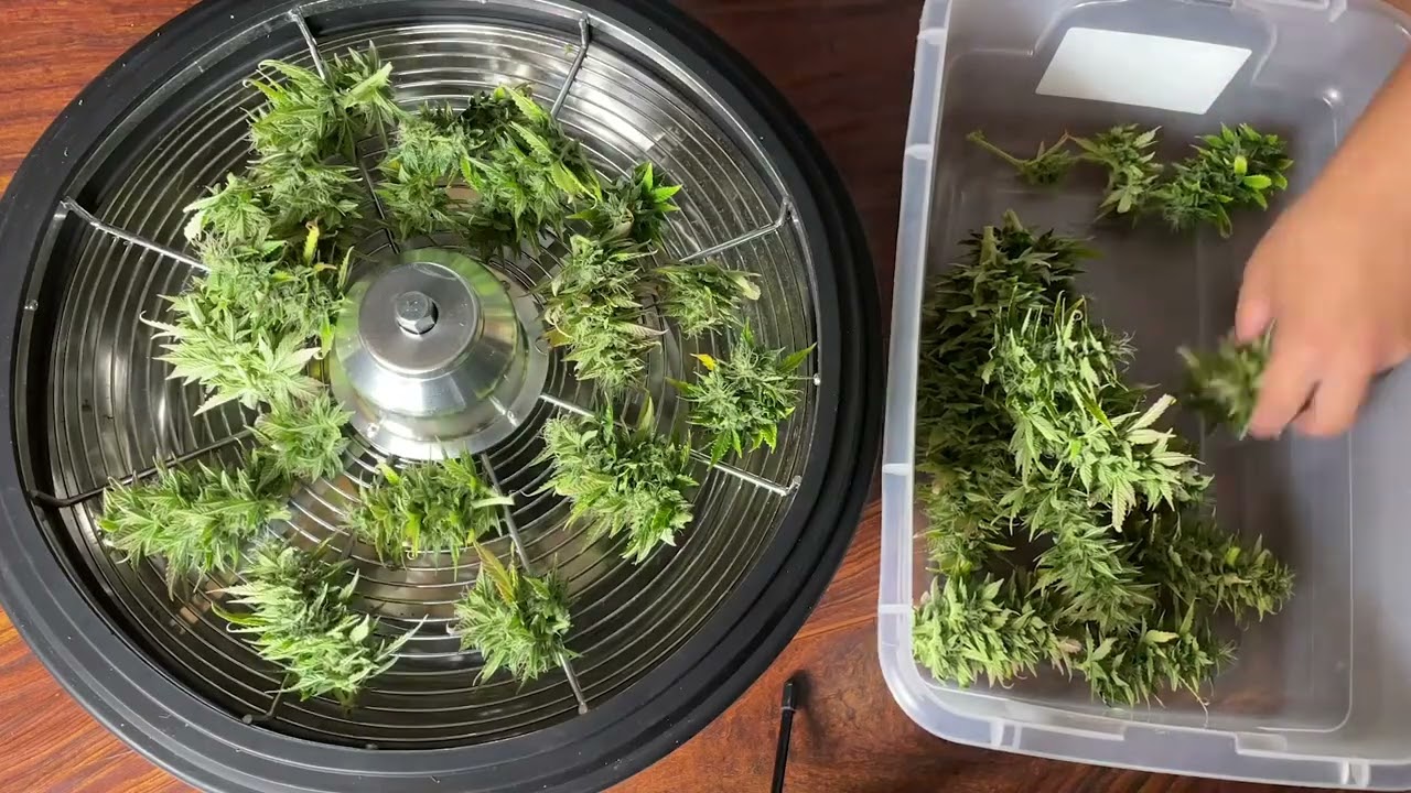 Использование чашечного триммера для быстрой обрезки большого количества бутонов