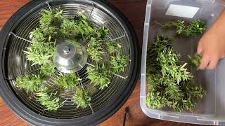 Using a Bowl Trimmer to Quickly Trim Large Batches of Buds