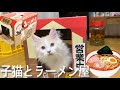子猫がラーメン屋台を始めたようです【ぽしゃっけ、】