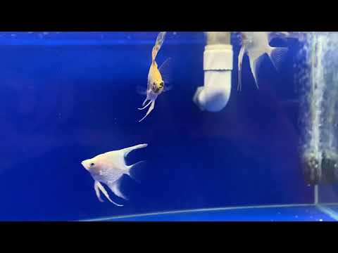 How to return fish - YouTube