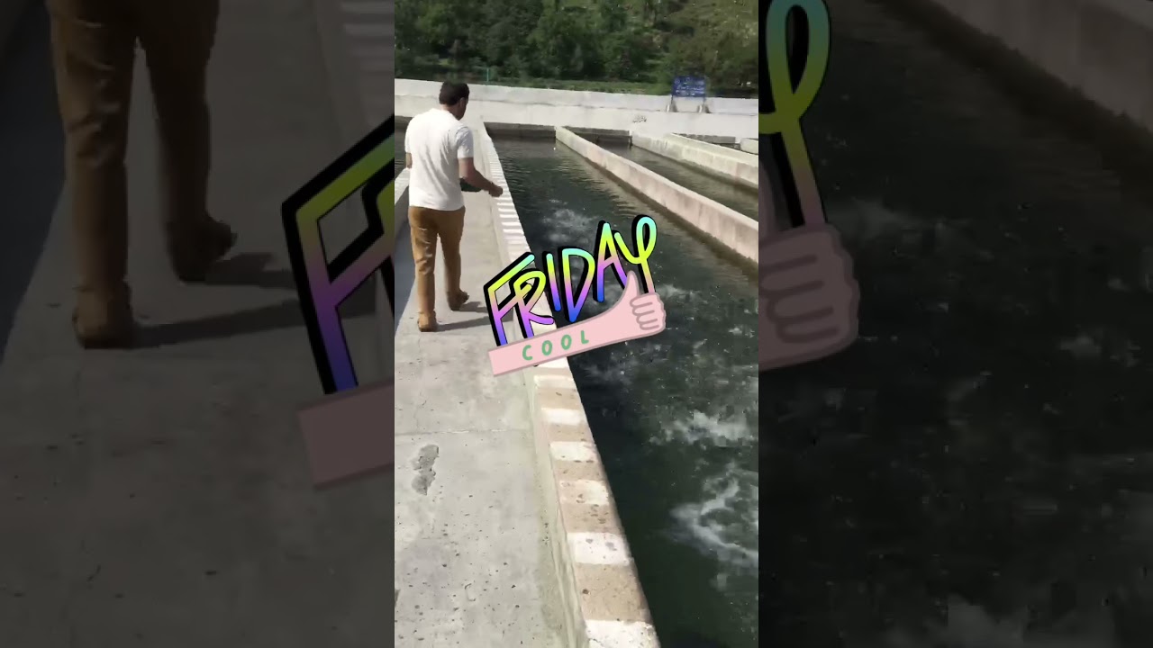 Trout fish farm YouTube